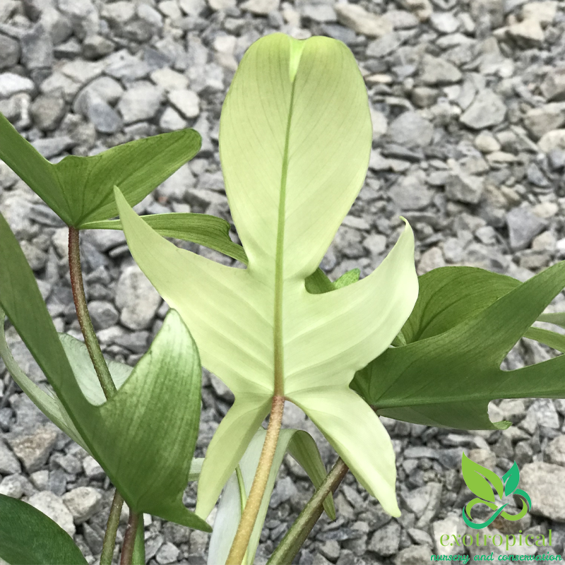 Philodendron Florida Ghost