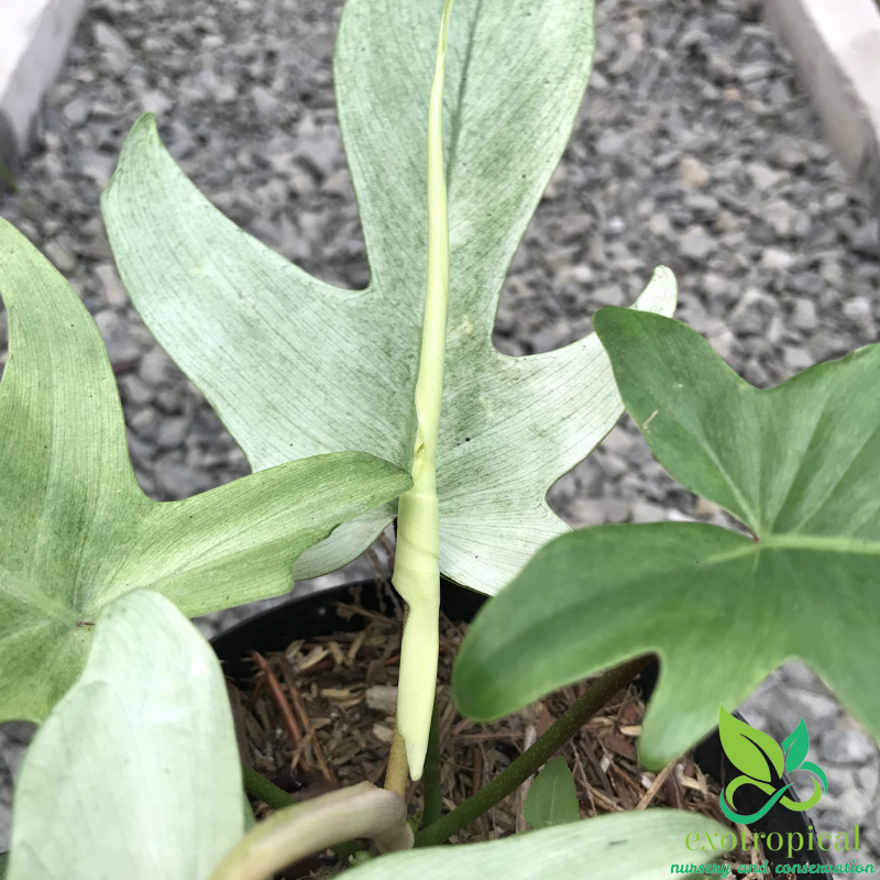 Philodendron Florida Ghost