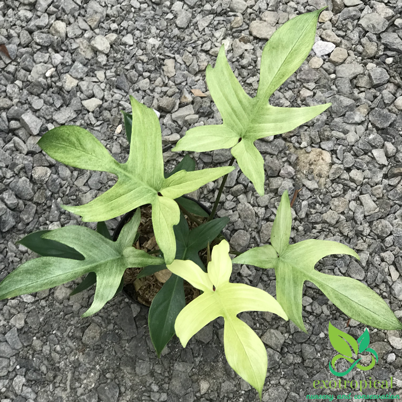 Philodendron Florida Ghost