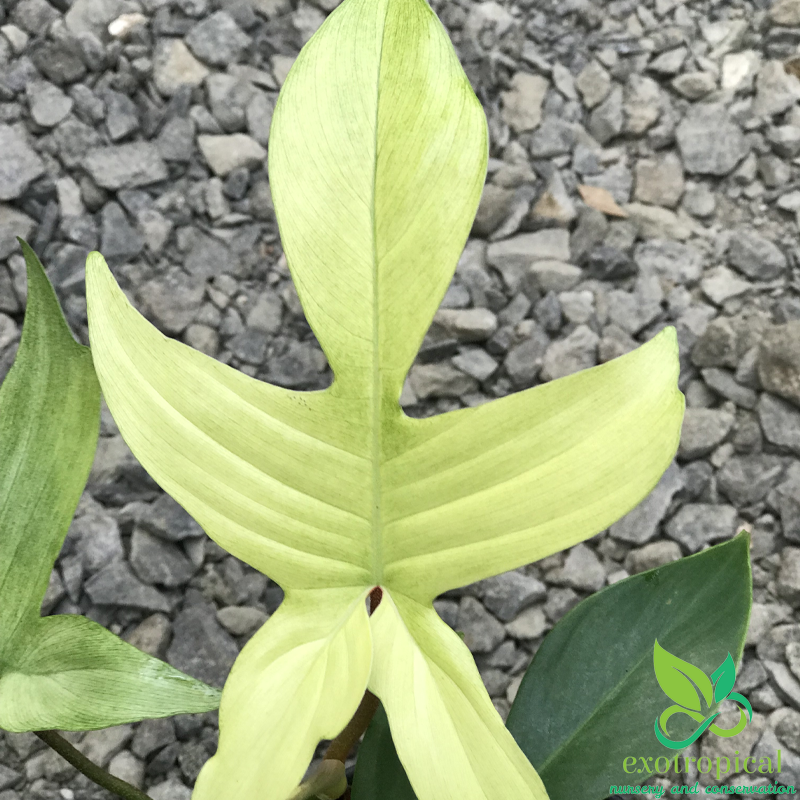 Philodendron Florida Ghost