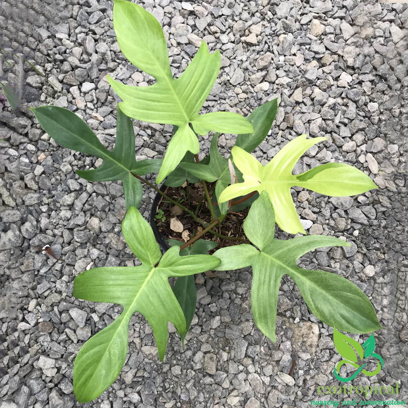 Philodendron Florida Ghost