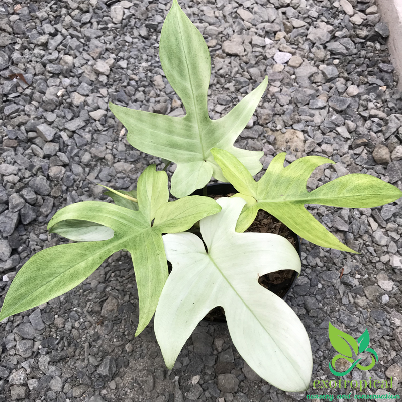 Philodendron Florida Ghost