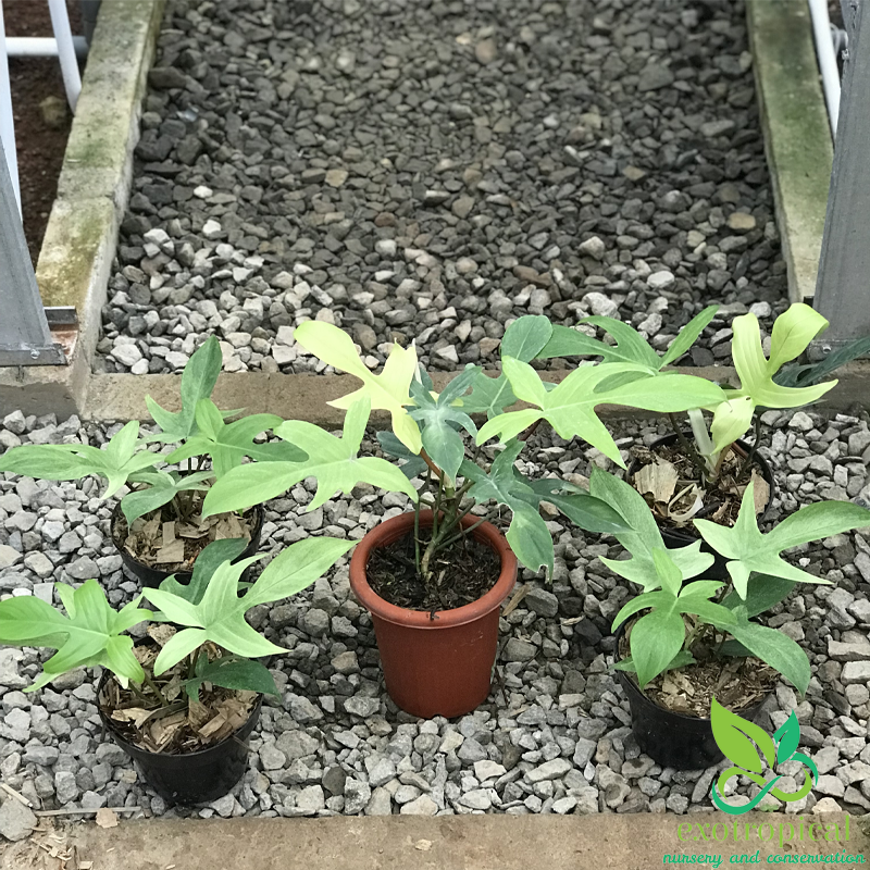 Philodendron Florida Ghost