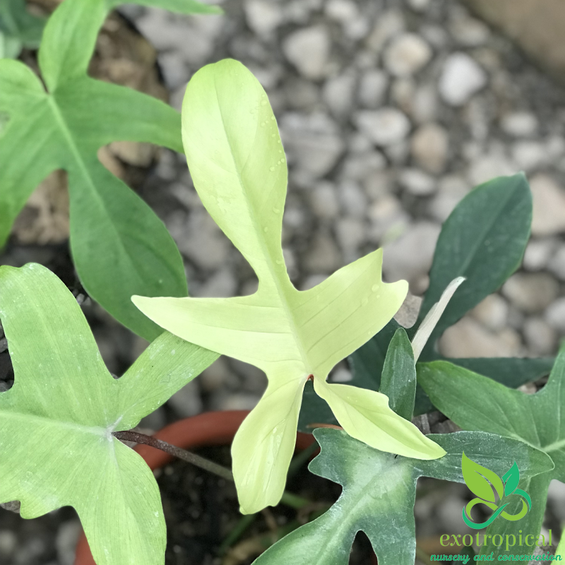 Philodendron Florida Ghost