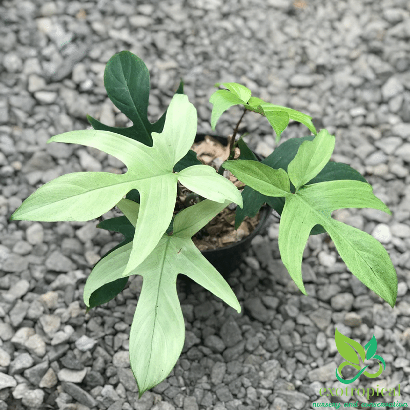 Philodendron Florida Ghost