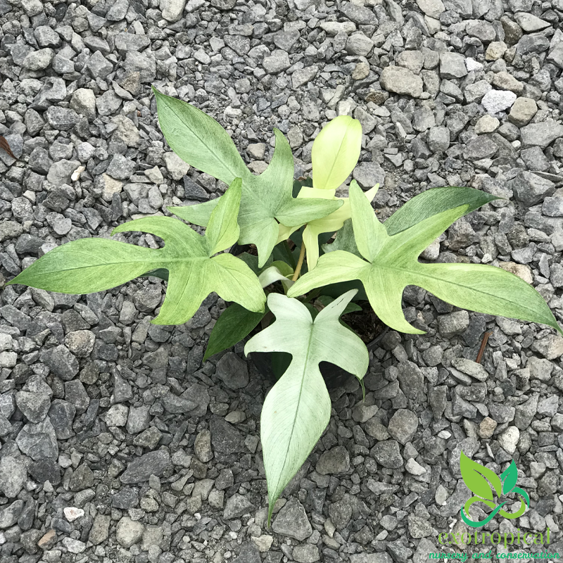 Philodendron Florida Ghost