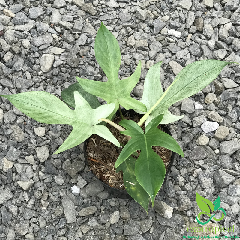 Philodendron Florida Ghost