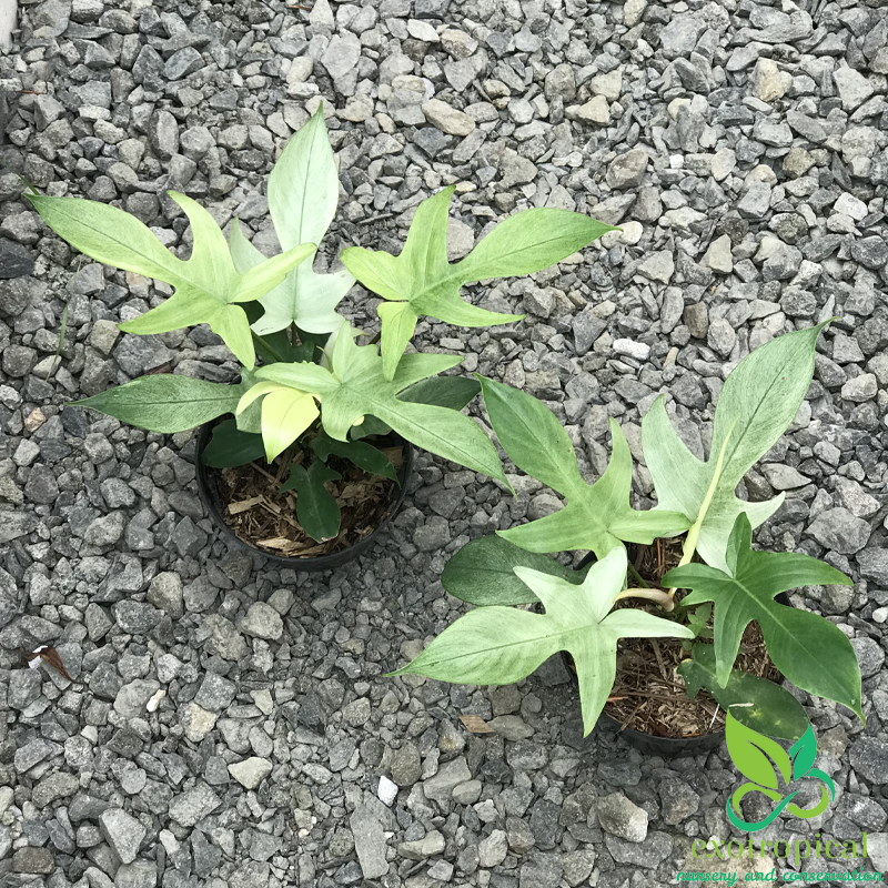 Philodendron Florida Ghost