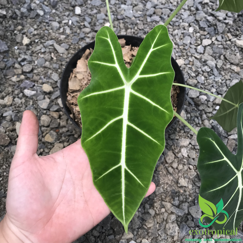 Alocasia Frydek