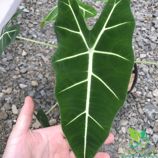 Alocasia Frydek