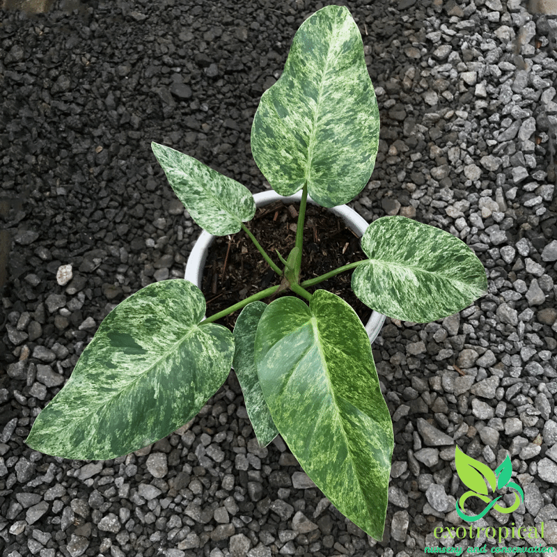 Philodendron Giganteum Variegated