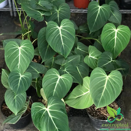 Exotropical Special Package A: Philodendron Anthurium