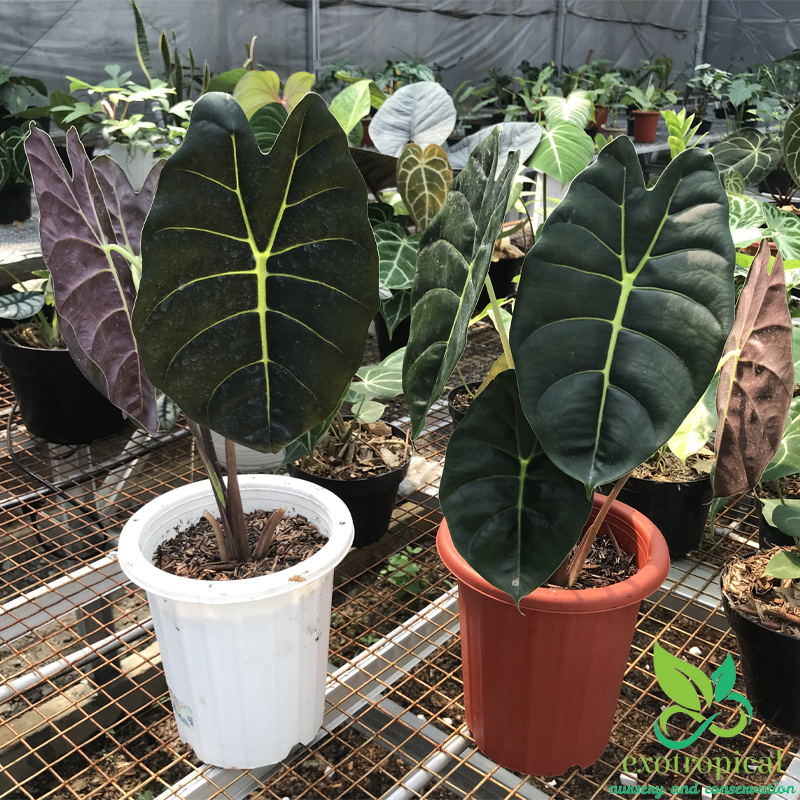 Alocasia Golden Bone