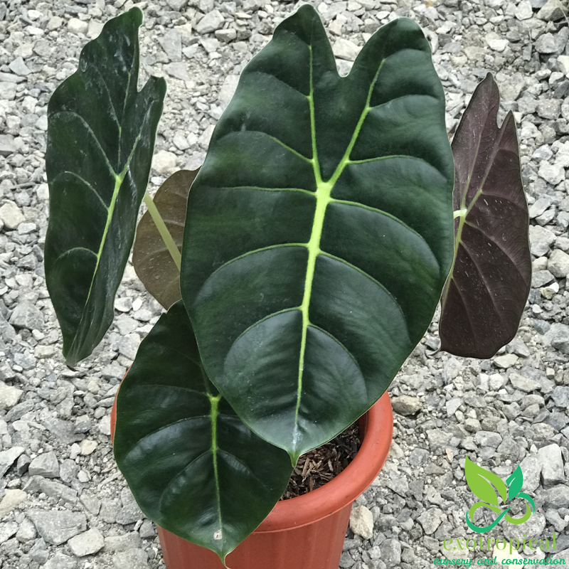 Alocasia Golden Bone