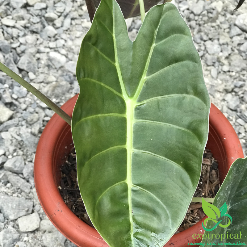 Alocasia Golden Bone