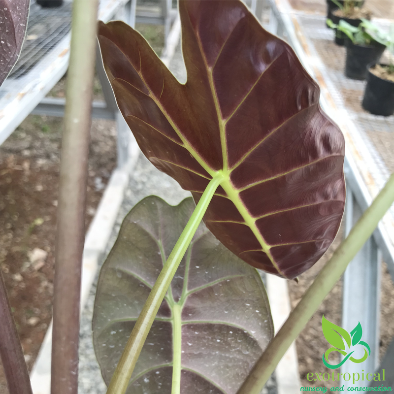 Alocasia Golden Bone