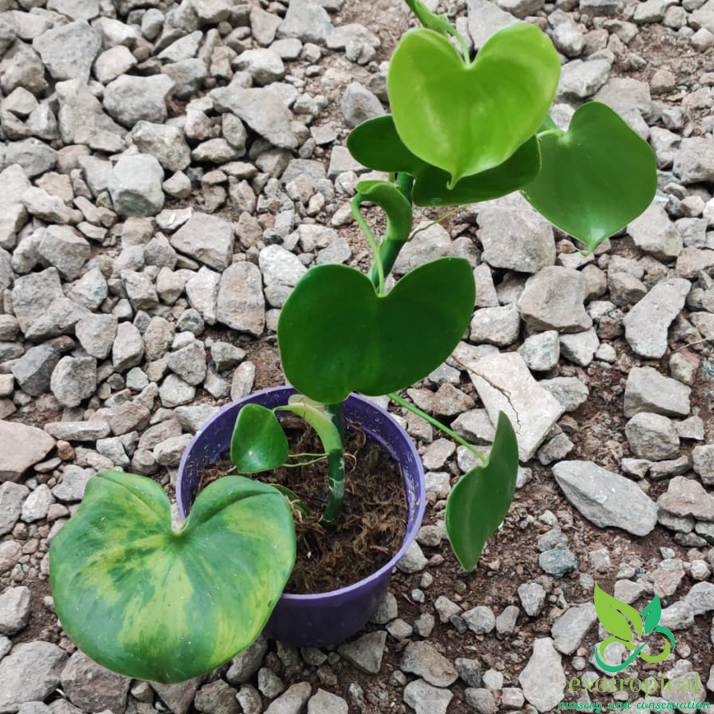 Philodendron Grazielae Love Heart