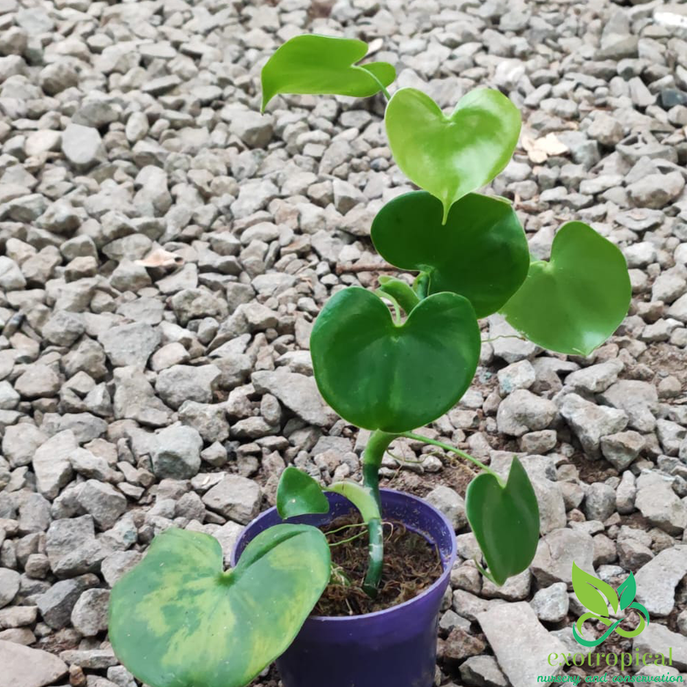 Philodendron Grazielae Love Heart