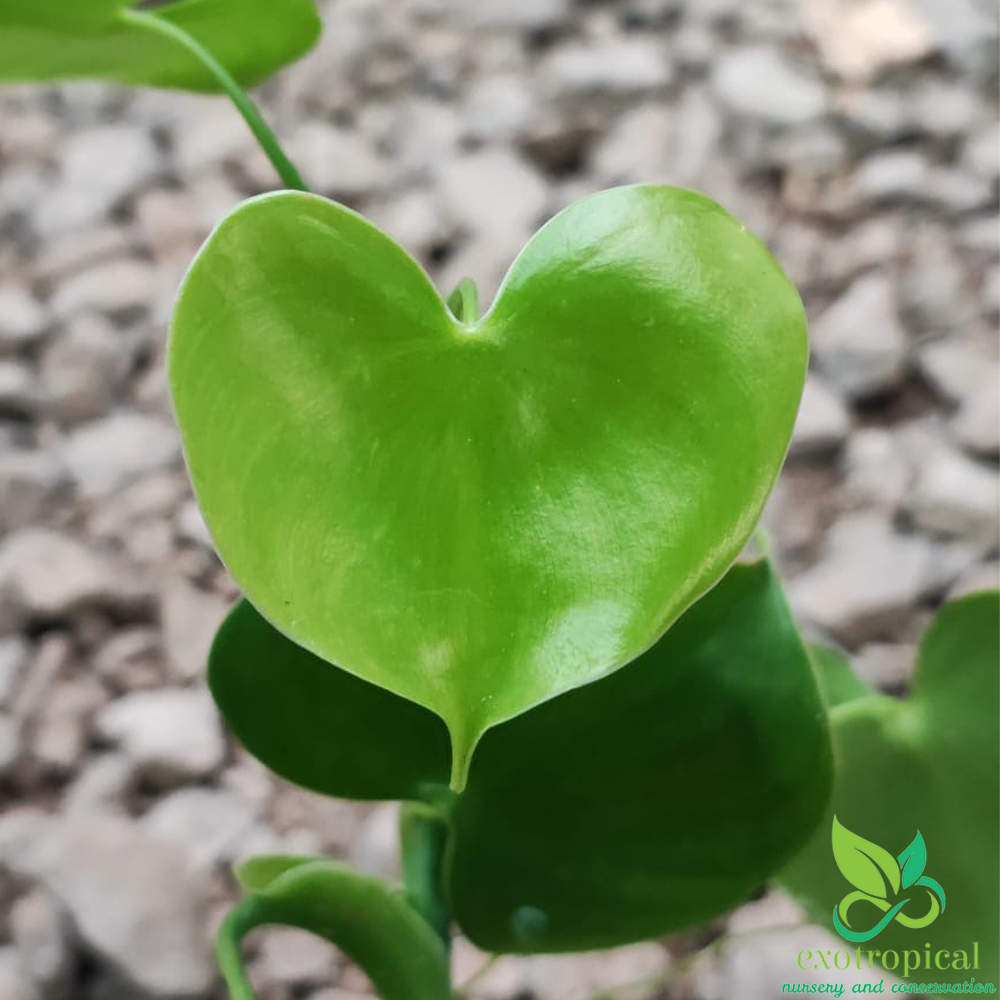 Philodendron Grazielae Love Heart