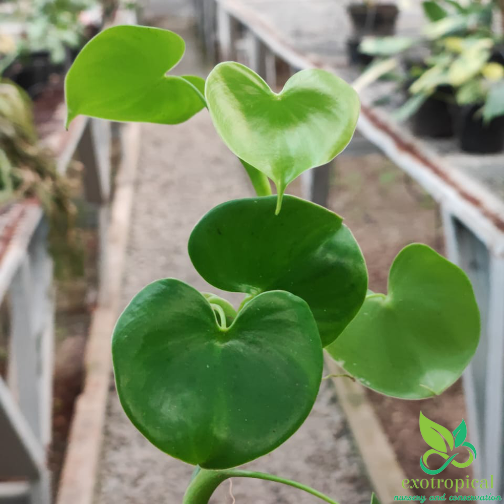 Philodendron Grazielae Love Heart