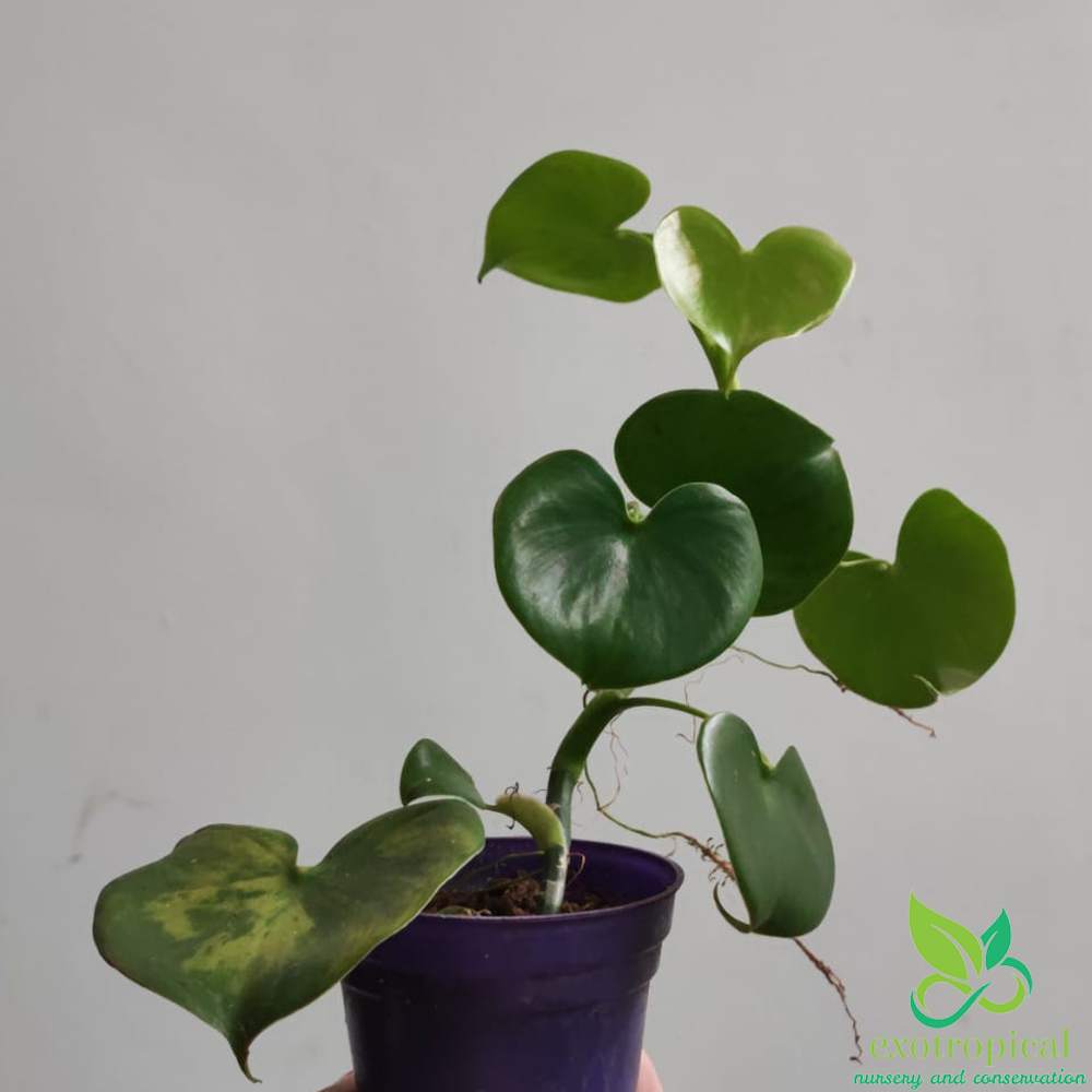 Philodendron Grazielae Love Heart