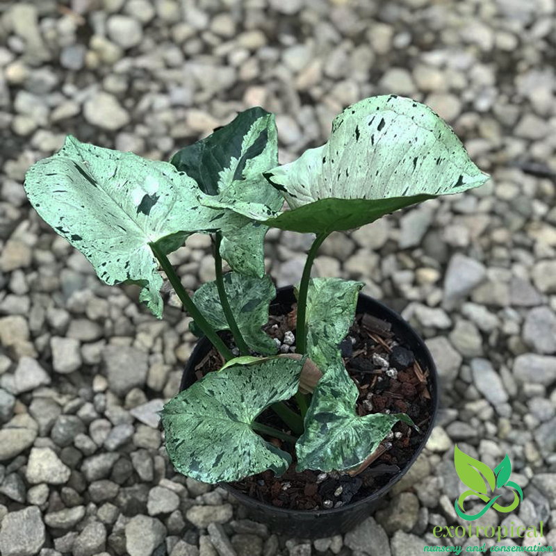 Syngonium Green Splash