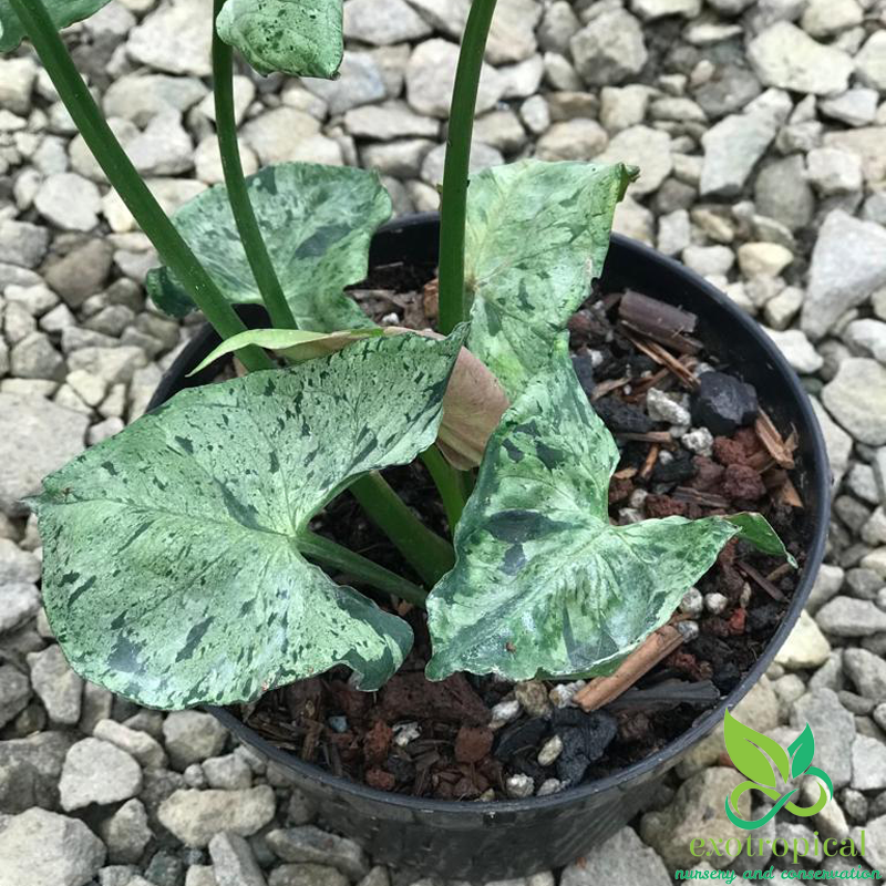 Syngonium Green Splash