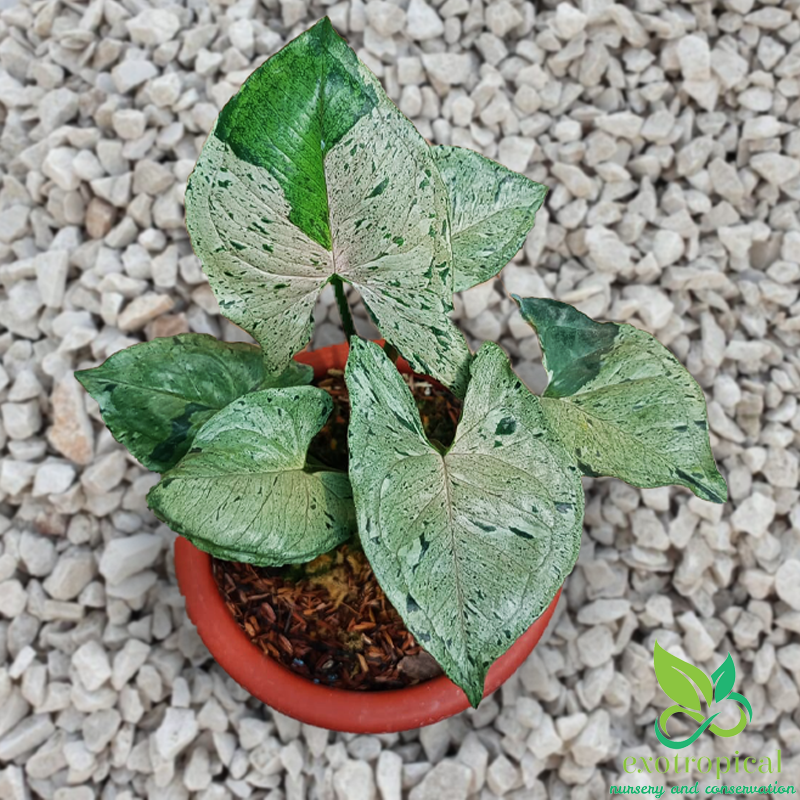 Syngonium Green Splash