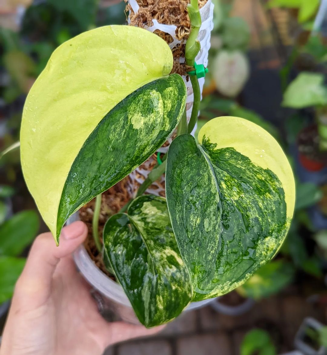 Scindapsus Pictus Jade Satin Aurea Variegated