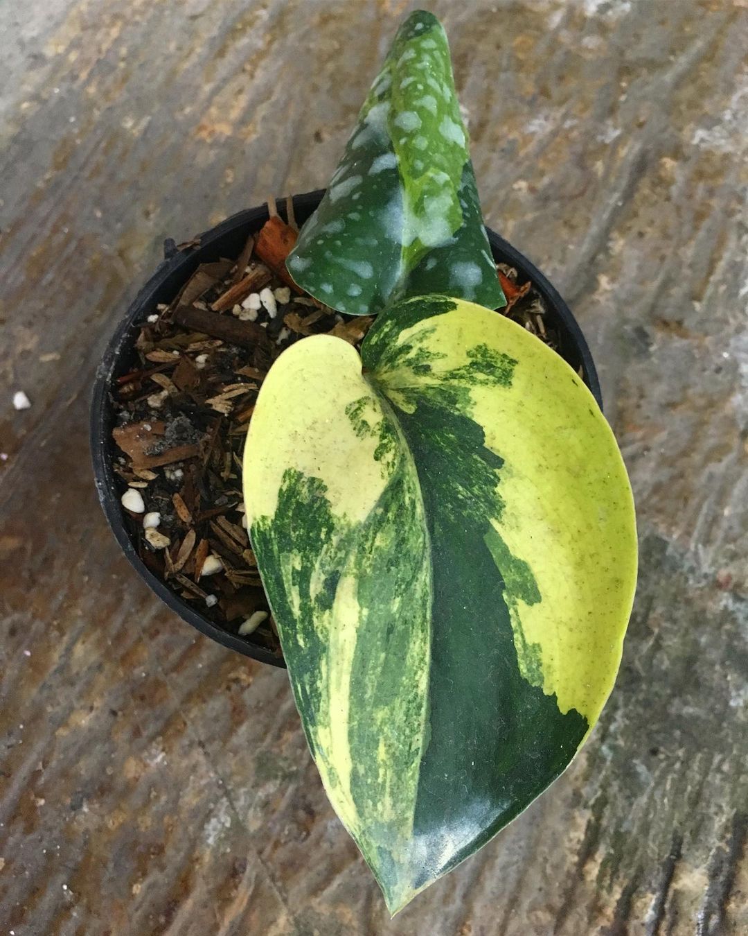 Scindapsus Pictus Jade Satin Aurea Variegated