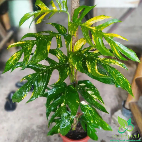 Epipremnum pinnatum kujang's flame. This plant has settled in so