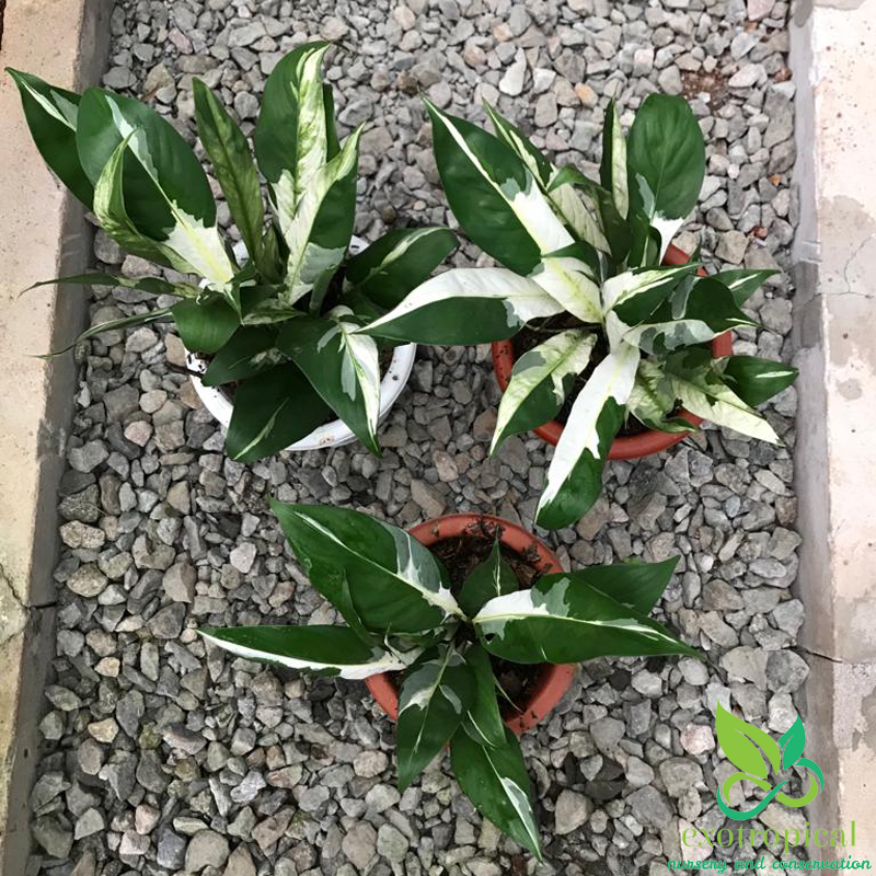 Spathiphyllum Variegated Peace Lily