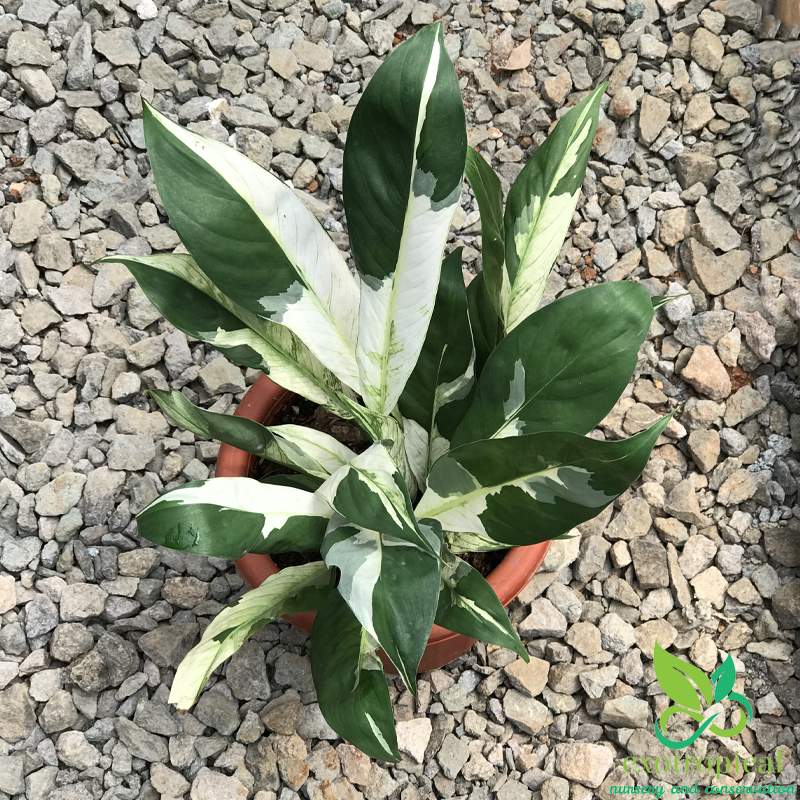 Spathiphyllum Variegated Peace Lily