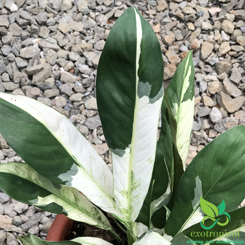 Spathiphyllum Variegated Peace Lily