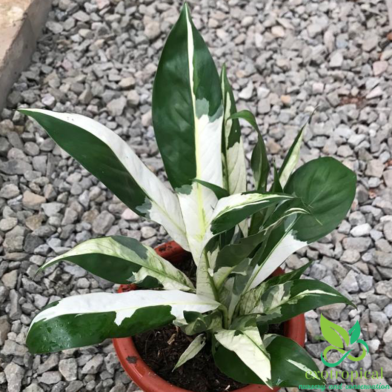 Spathiphyllum Variegated Peace Lily