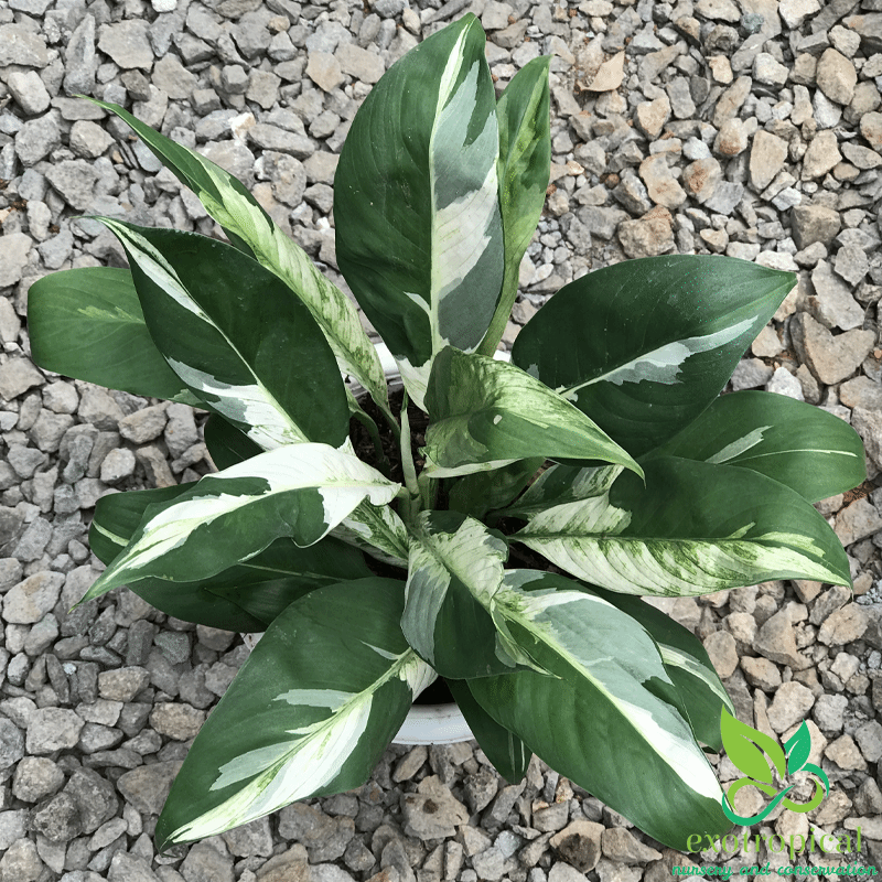 Spathiphyllum Variegated Peace Lily