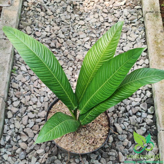 Philodendron Lynette