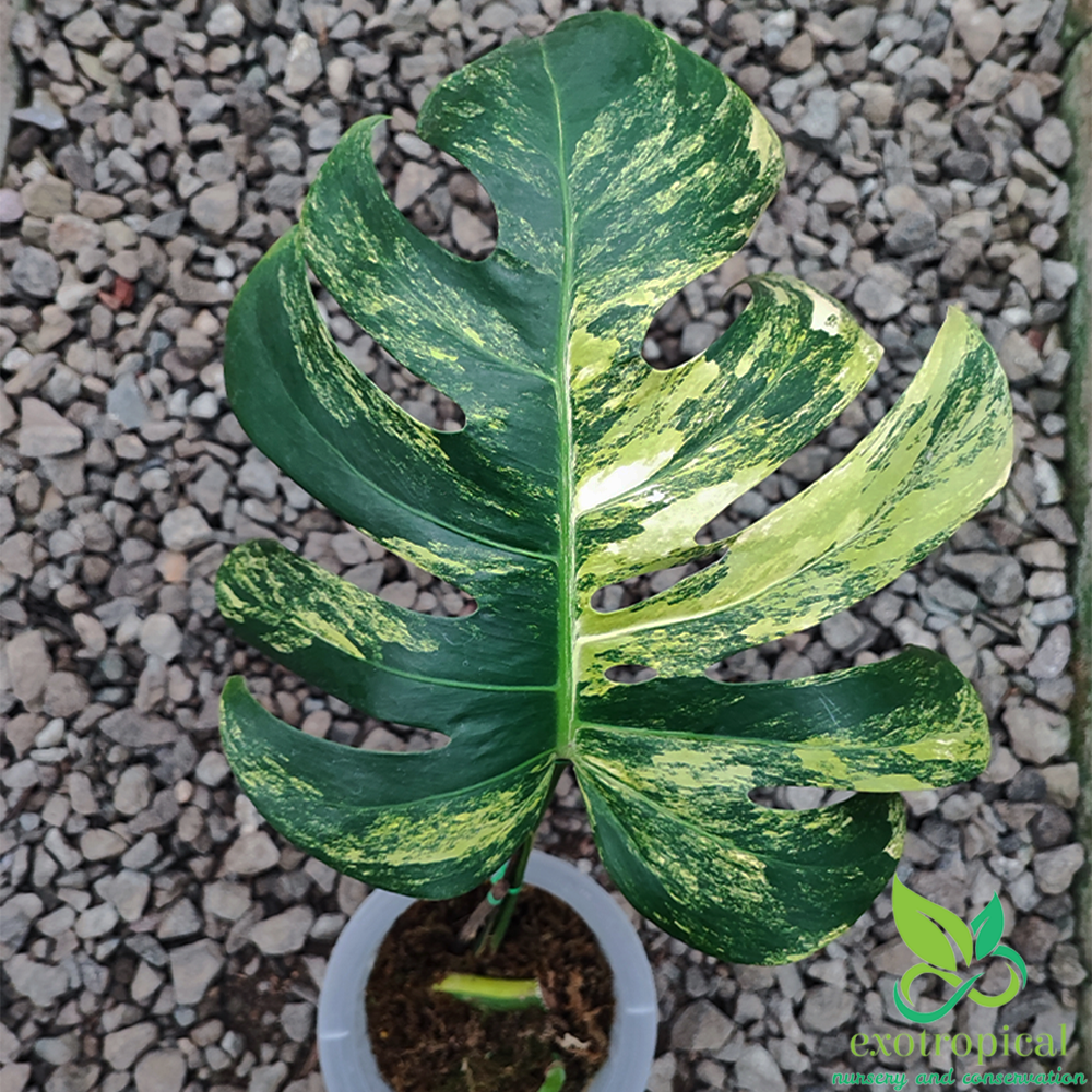 Monstera Variegated Package: Monstera Variegated Albo & Marmorata