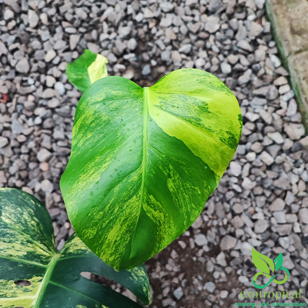 Monstera Variegated Package: Monstera Variegated Albo & Marmorata