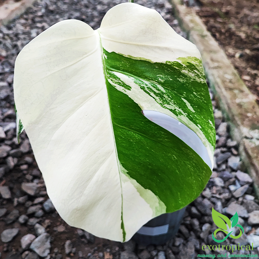 Monstera Variegated Package: Monstera Variegated Albo & Marmorata