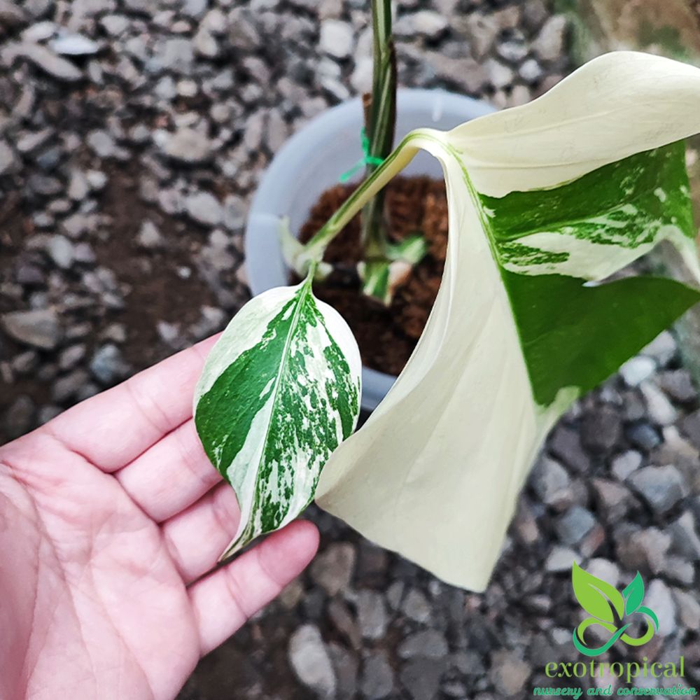 Monstera Variegated Package: Monstera Variegated Albo & Marmorata