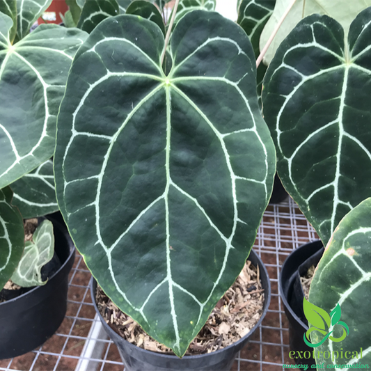 Anthurium Magnificum