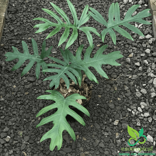 Philodendron Mayoi