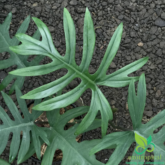Philodendron Mayoi