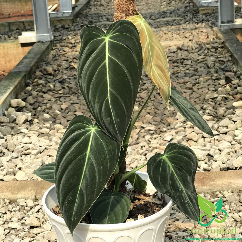 Philodendron Melanochrysum