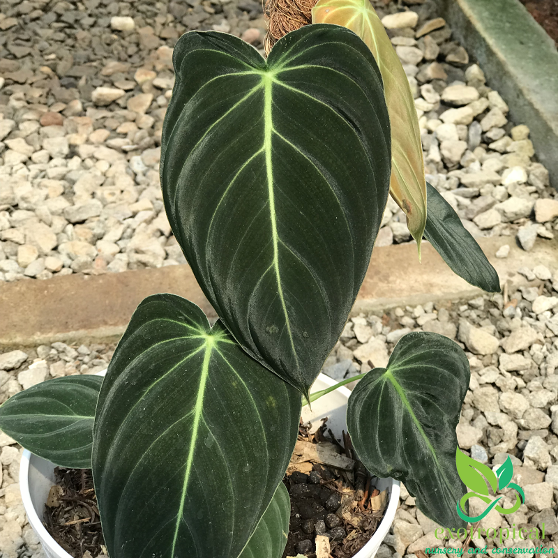 Philodendron Melanochrysum