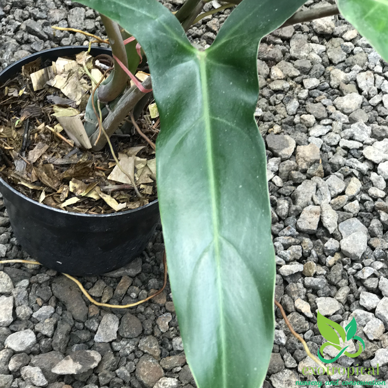 Philodendron Mexicanum