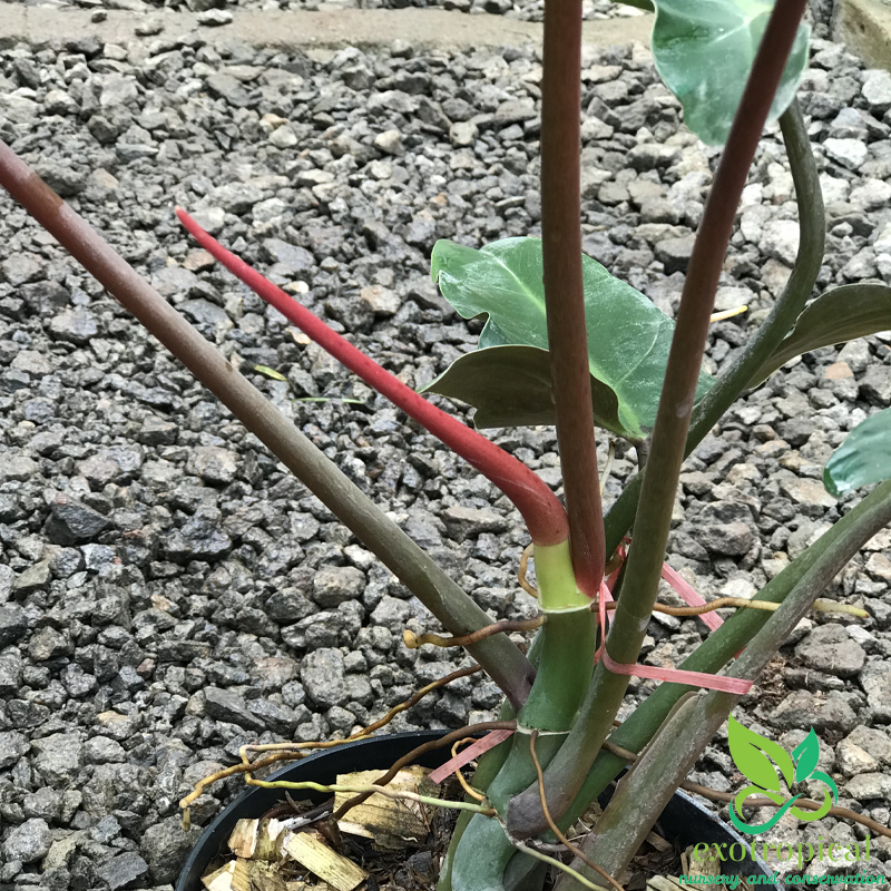 Philodendron Mexicanum