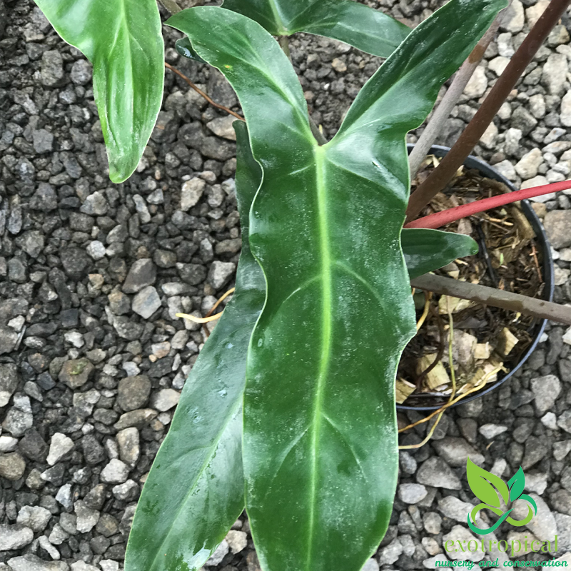 Philodendron Mexicanum