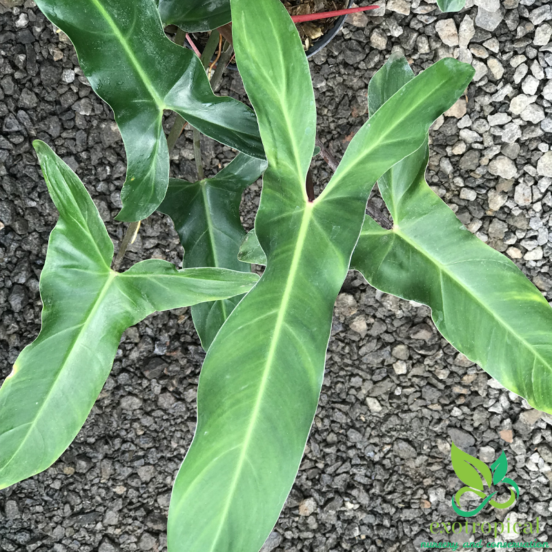 Philodendron Mexicanum